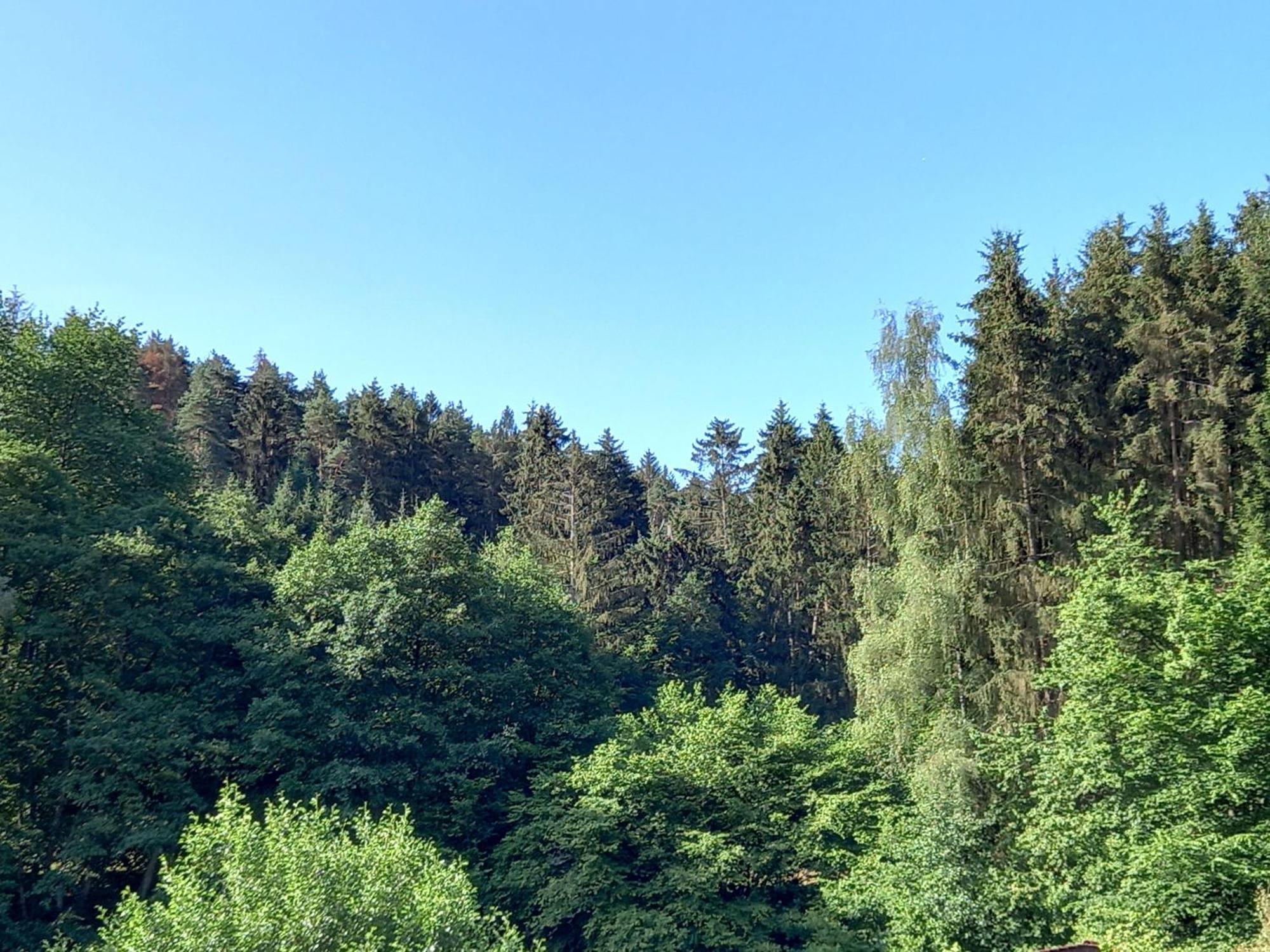 Ferienwohnung Waldblick Trassem Exterior foto